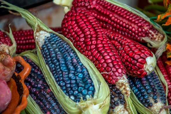 https://nativeplantsocietyofus.org/wp-content/uploads/2018/12/Colored-corn.jpg